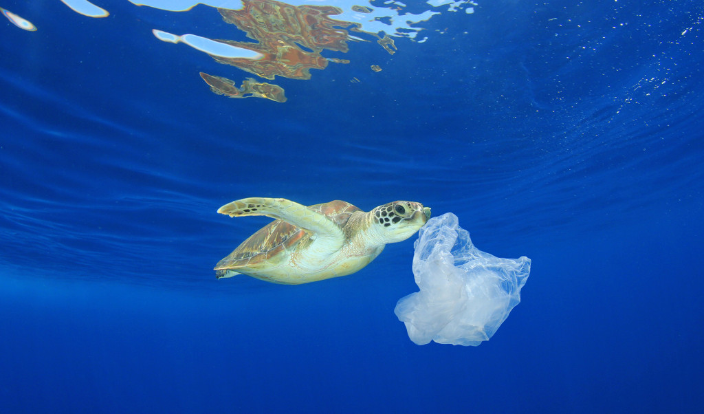 What the Heck Is the Great Pacific Garbage Patch? - LiveTribe Blog